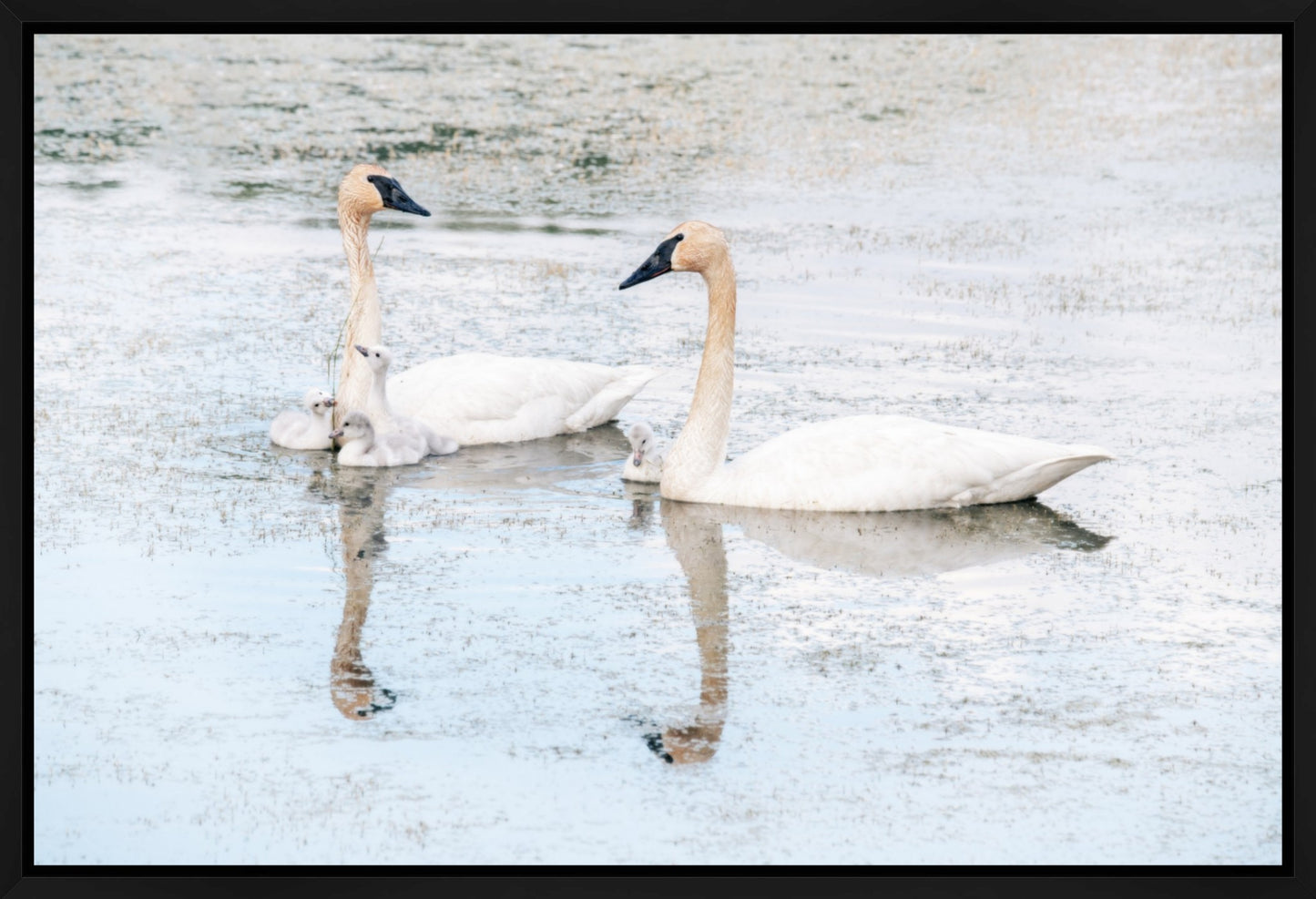 Serenity and Grace